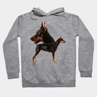 Dobermann - Doberman Pinscher Hoodie